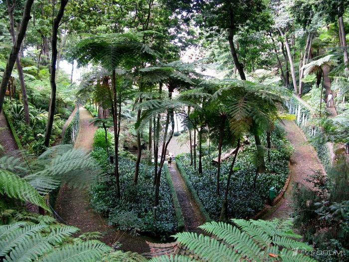 Анжели - Тропический сад - 61 фото