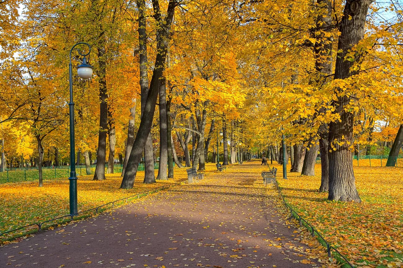Осень Золотая парк Питер