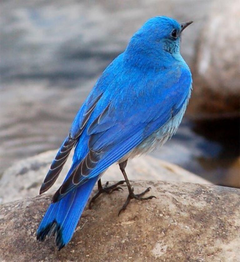 Голубая канарейка птица красивые фото и картинки