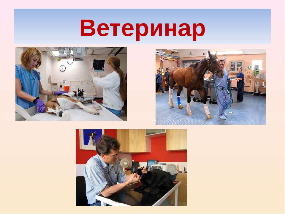 Профессия ветеринар картинки