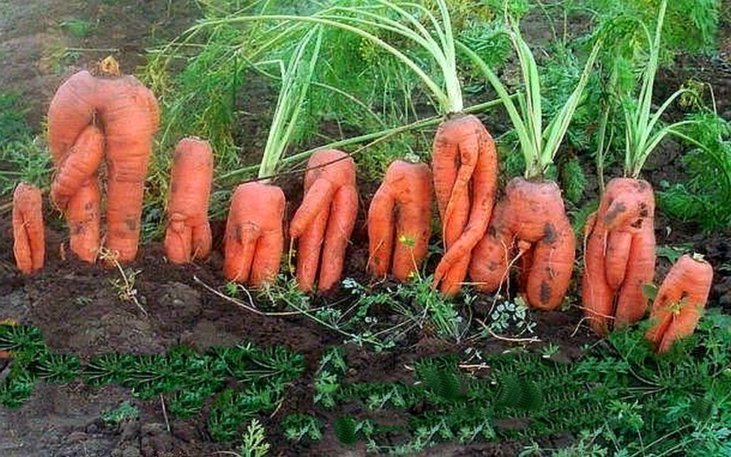 Ебанутая дура запихнула в растянутую задницу пучок моркови