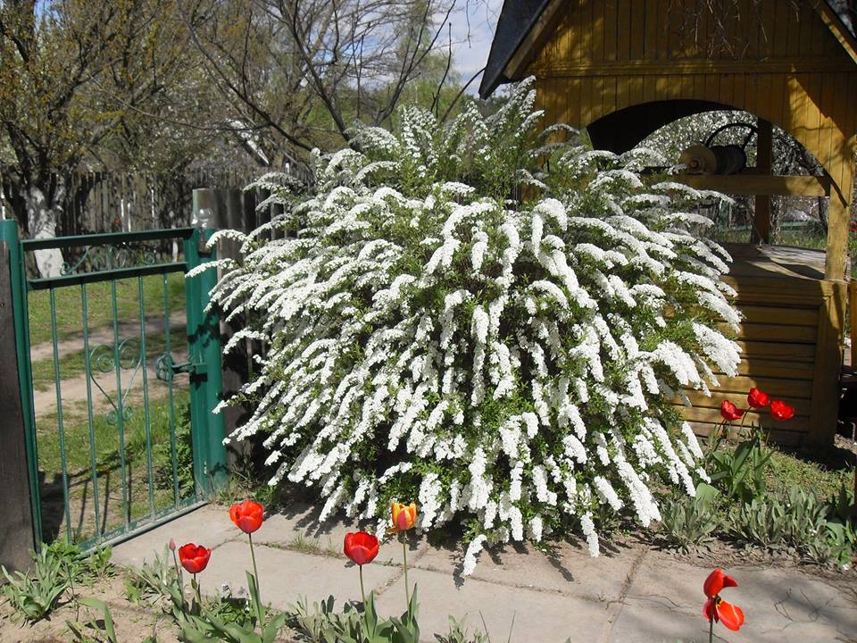 Спирея грефшейм в ландшафтном дизайне композиции с чем сочетается фото