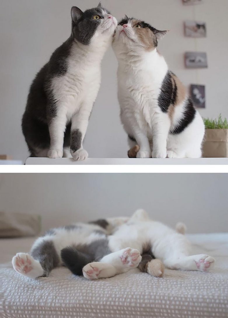 Влюбленный котенок