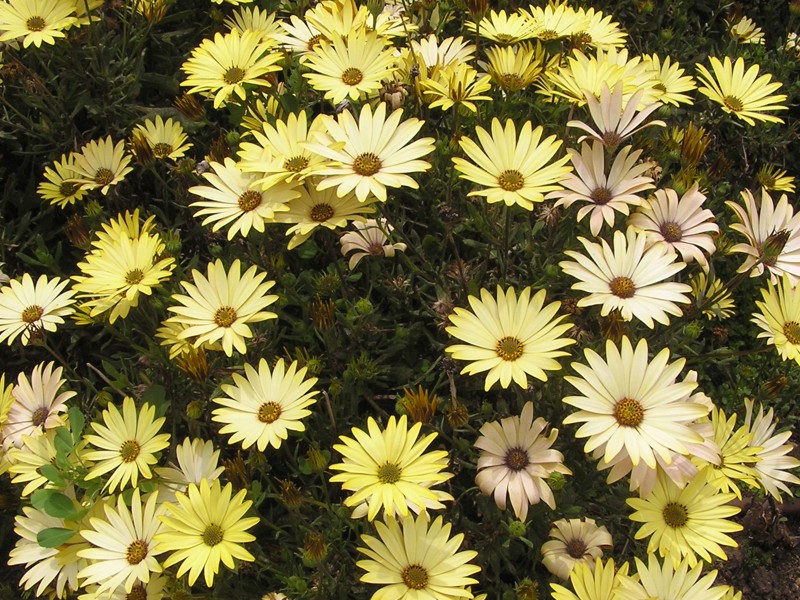 Остеоперетрум цветок. Остеоспермум. Остеросперос цветы. Остеоспермум в ландшафтном дизайне. Диморфотека фото цветов на клумбе.