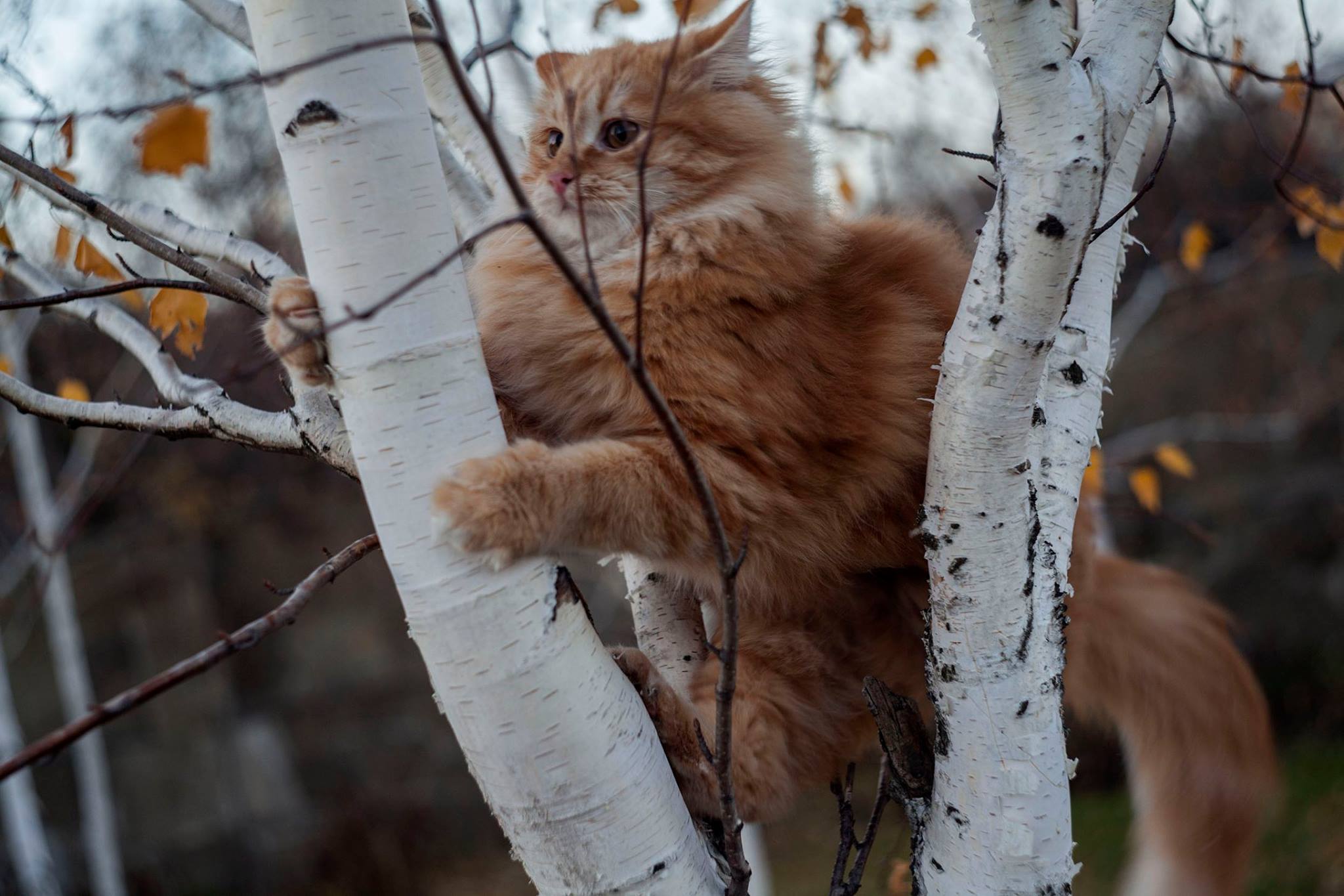 Сижу на березе. Кот на Березе. Сибирский кот на дереве. Рыжий кот на дереве зимой. Сибирская кошка на дереве.