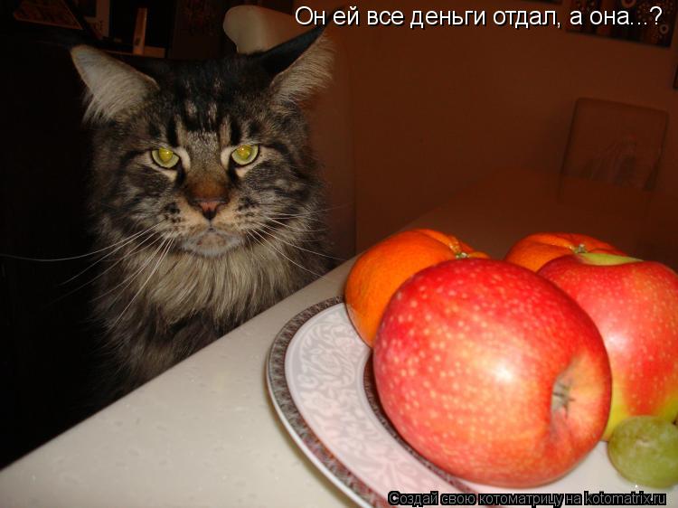 Голодному не хочется. Голодный кот юмор. Кот и яблоки Котоматрица. Кот на диете. Кот хочет кушать.