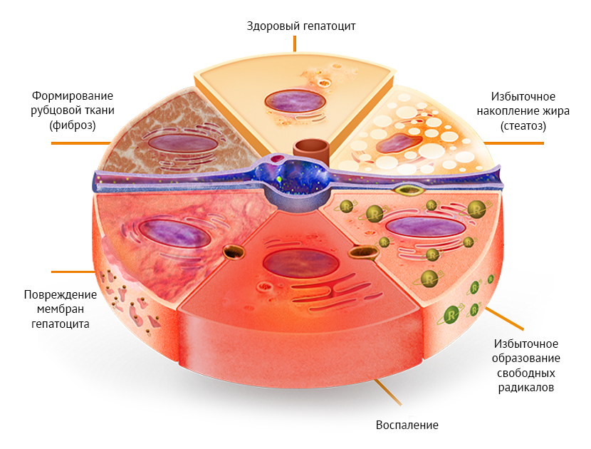 Поражает клетки печени. Гепатоцит и печеночная долька. Клетка печени гепатоцит. Клеточная структура печени. Строение клетка печени гепатоцит.