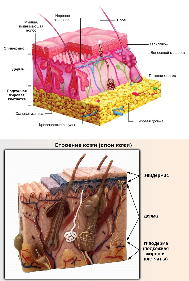 Из каких слоев состоит кожа какой тканью