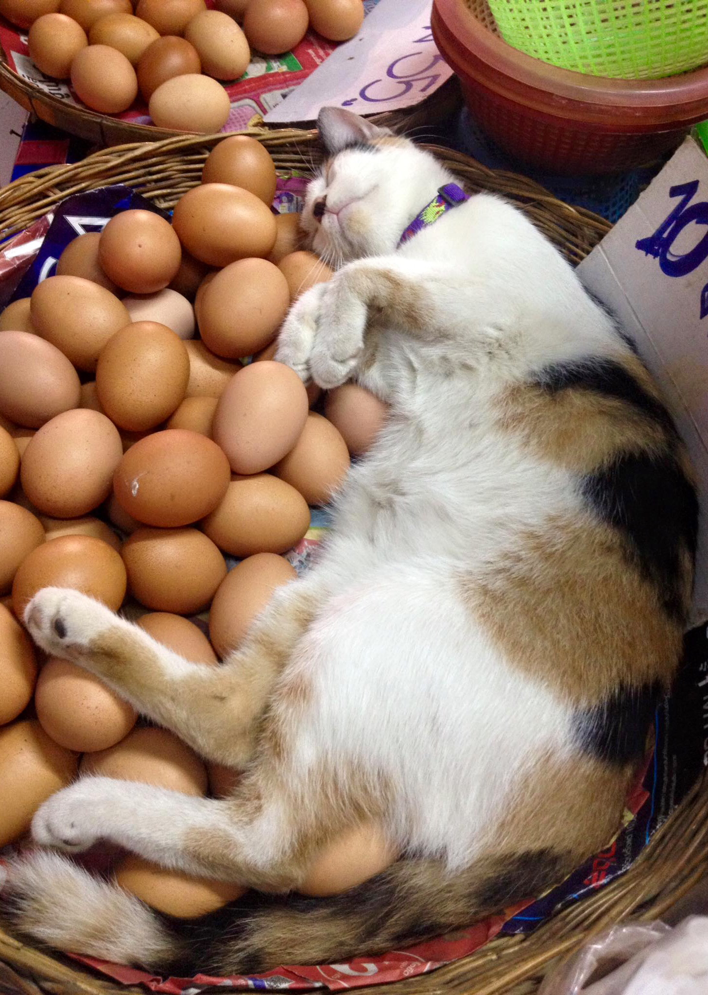 Можно ли давать коту яйцо. Кошачьи яйца. Котик с яичками. Смешные кошачьи яйца.