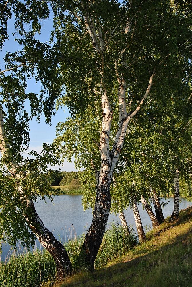 День березы картинки. Волга река Березка. Березки Клязьма. Березы у Волги Волгоград. Береза в Окунево.