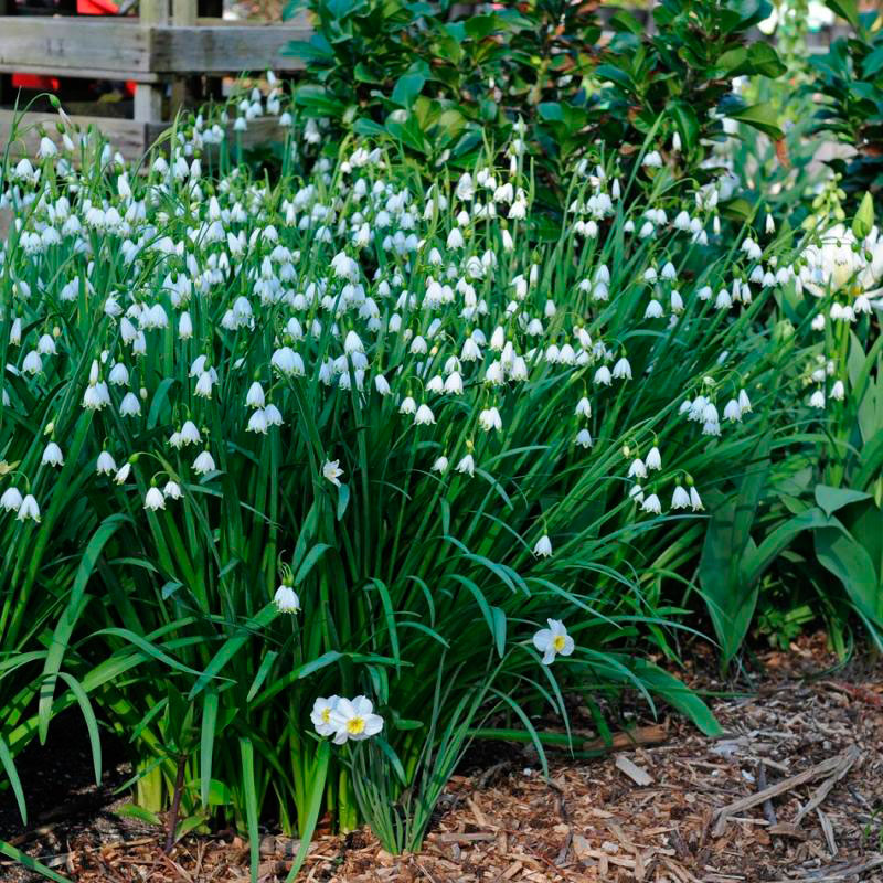 Почвопокровные белые цветы многолетники фото и названия