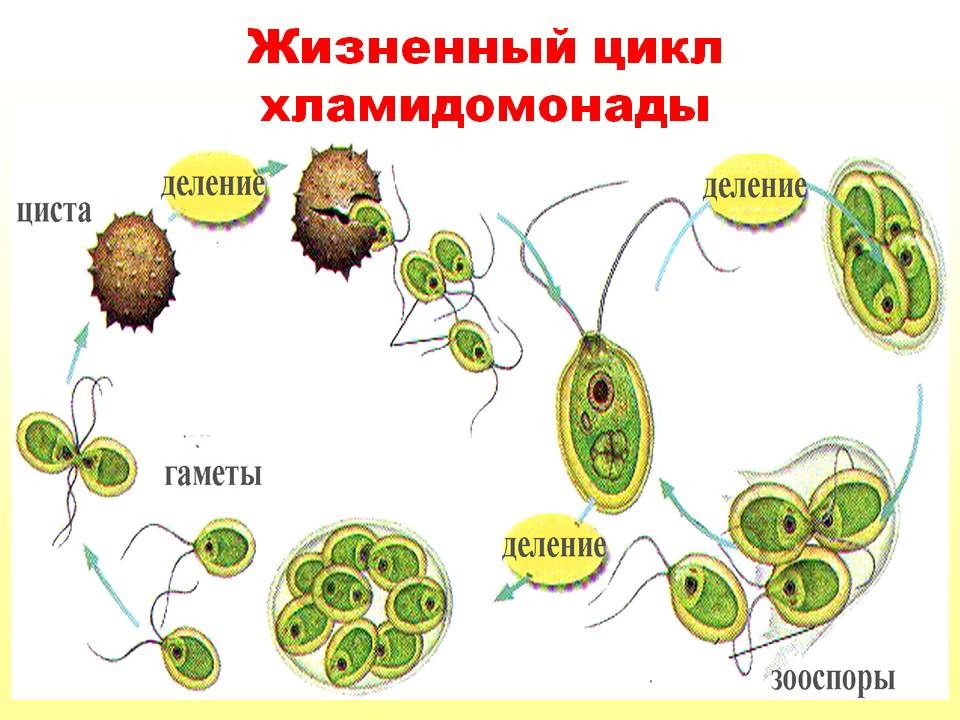 Презентация жизненные циклы растений егэ биология