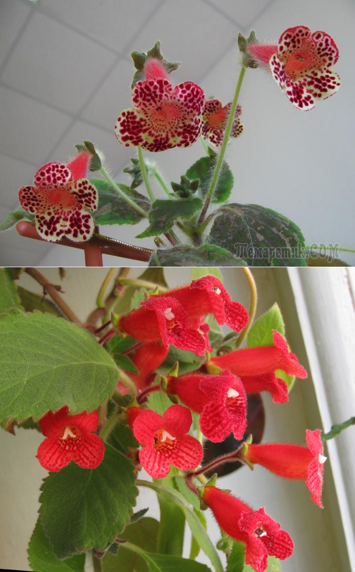 Комнатный цветок с красными колокольчиками фото