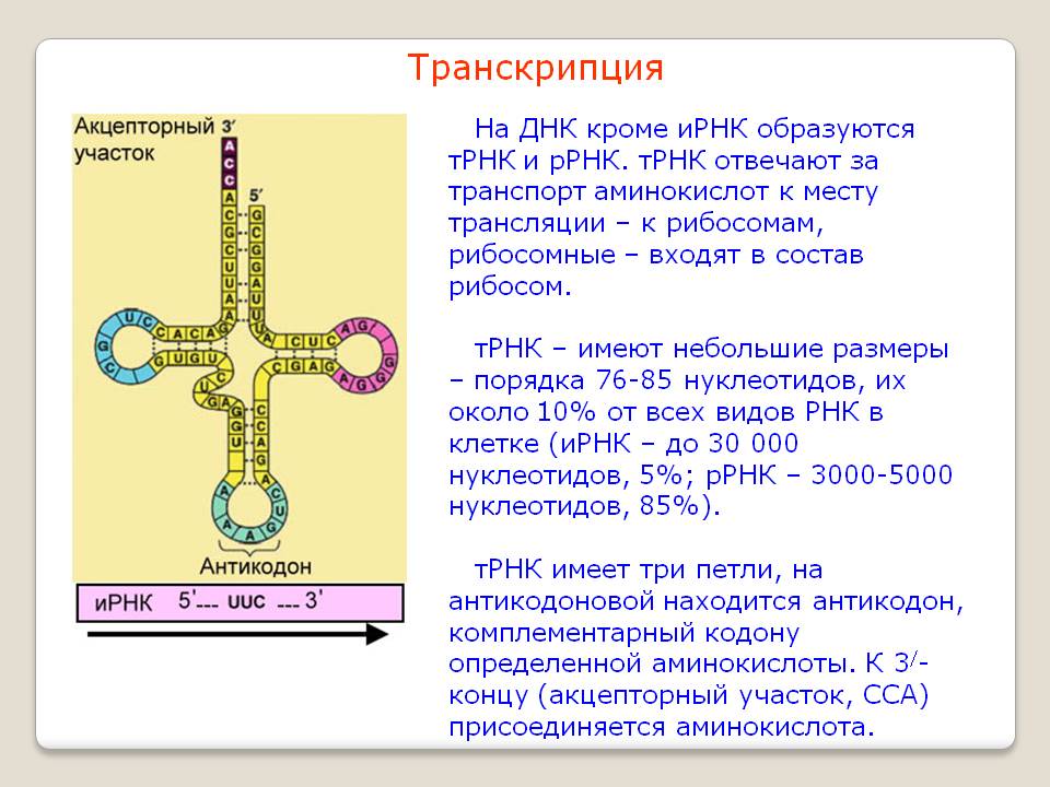 Молекулы рнк образуются. ТРНК образуется в процессе транскрипции на матрице ДНК. ТРНК процесс. Взаимодействие ТРНК С аминокислотой. Транскрипция транспортной РНК.