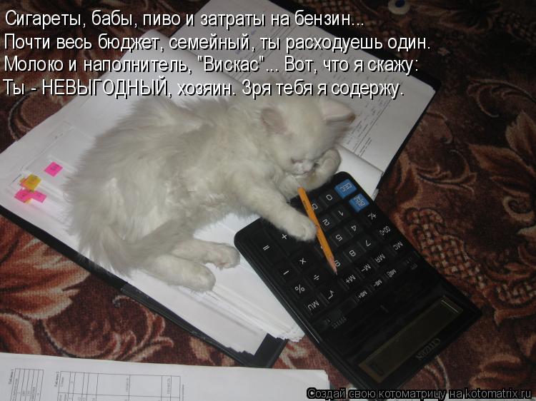 Надо вот так вот понятно песня. Кот бухгалтер. Кот делает отчет. Котики и математика. Кот бухгалтер Мем.