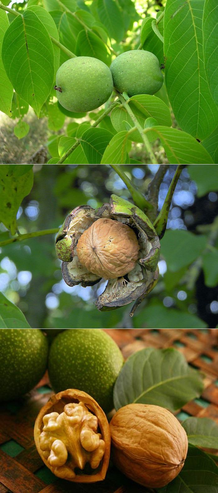 Орех грецкий фото дерева и плода
