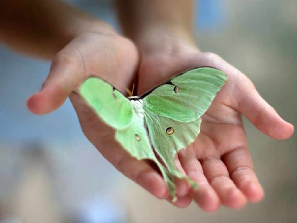 Хотела стать бабочкой. Счастье бабочки. Зеленая бабочка. Бабочка на ладони. Бабочка в ладошках.