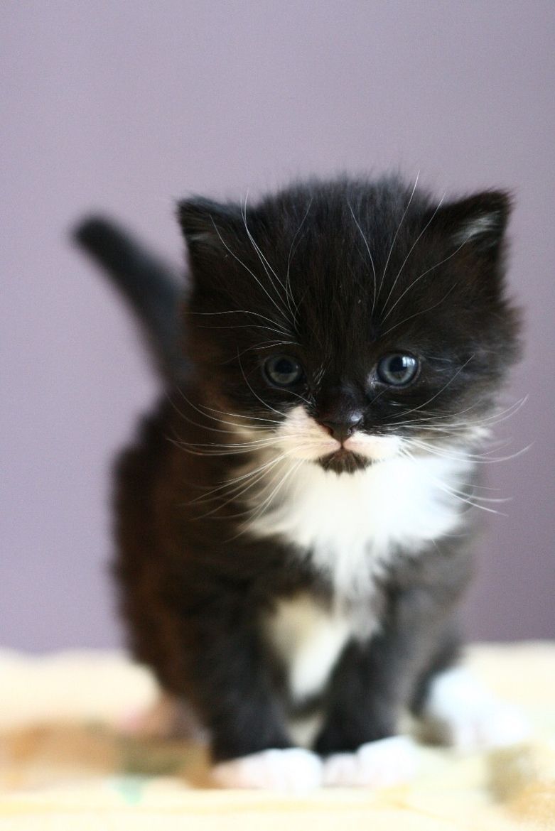 Маленький черный белый котенок. Котенок черно-белый. Черный котенок. Маленький котенок. Котята чёрно белые.