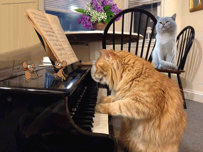 Музыкальные коты. Кот на пианино. Хорошего настроения кот. Котик на пианино.