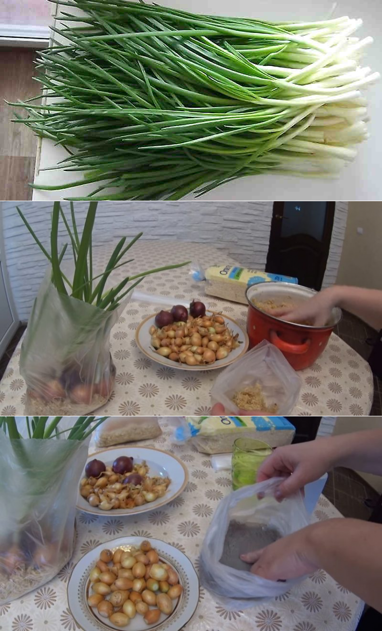 Как выращивать луковицу в домашних условиях