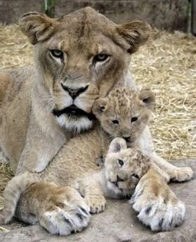 Мать и ребенок животные. Лев львица и Львенок. Львица с двумя львятами. Львенок с мамой. Львица с детенышем.