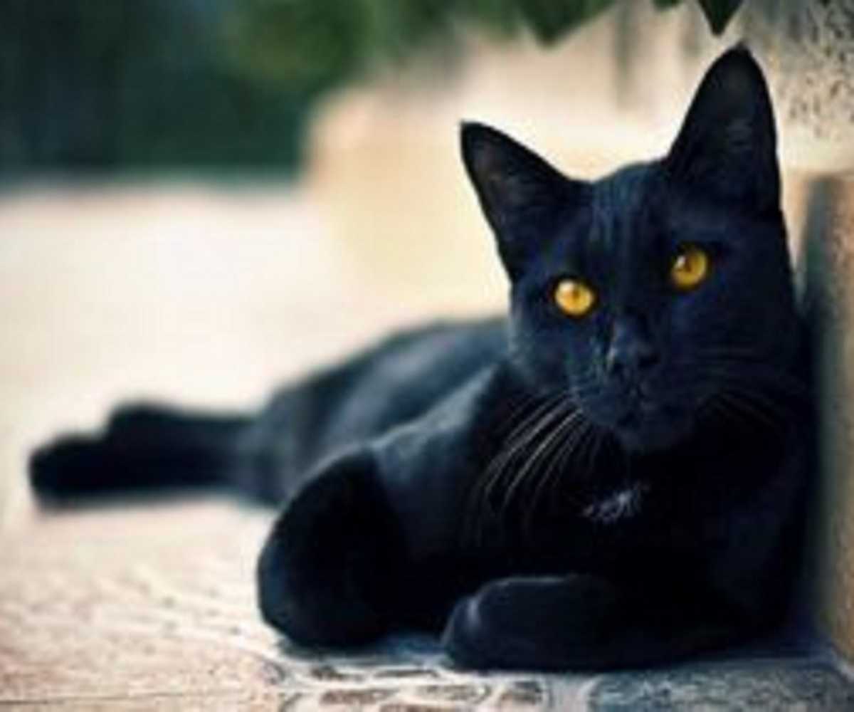 Как быть если черная кошка перебежала дорогу справа налево мужчине? Ч� |  Заговоры, молитвы, заклинания | Постила