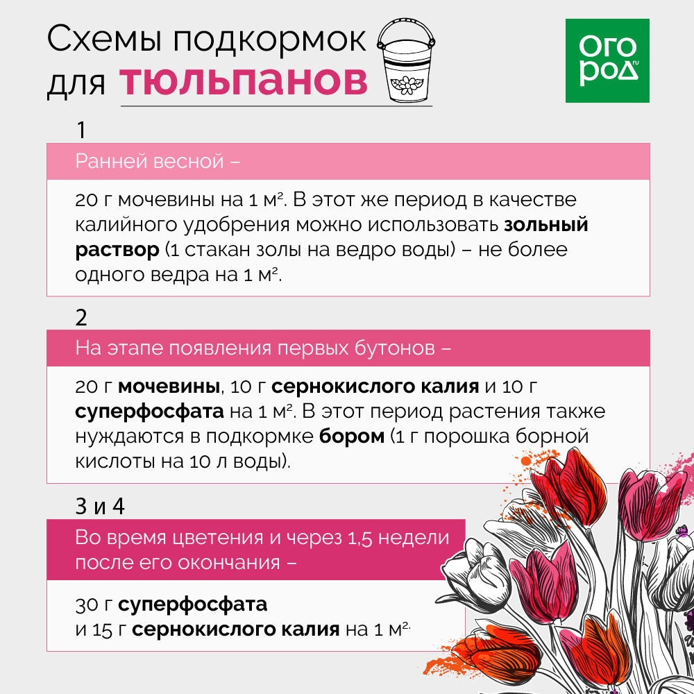 Схема подкормки гладиолусов