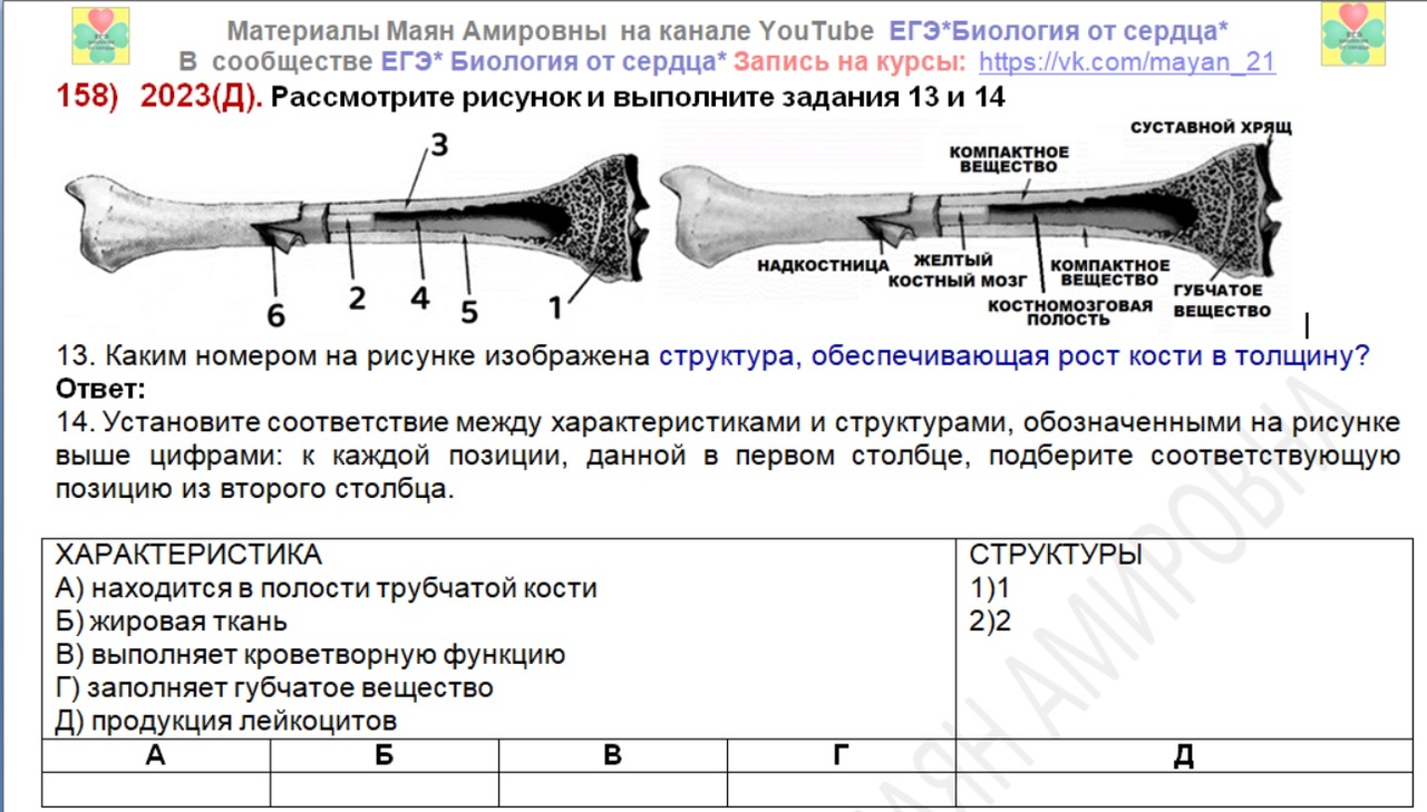 Схема длинной трубчатой кости взрослого и ребенка рентген