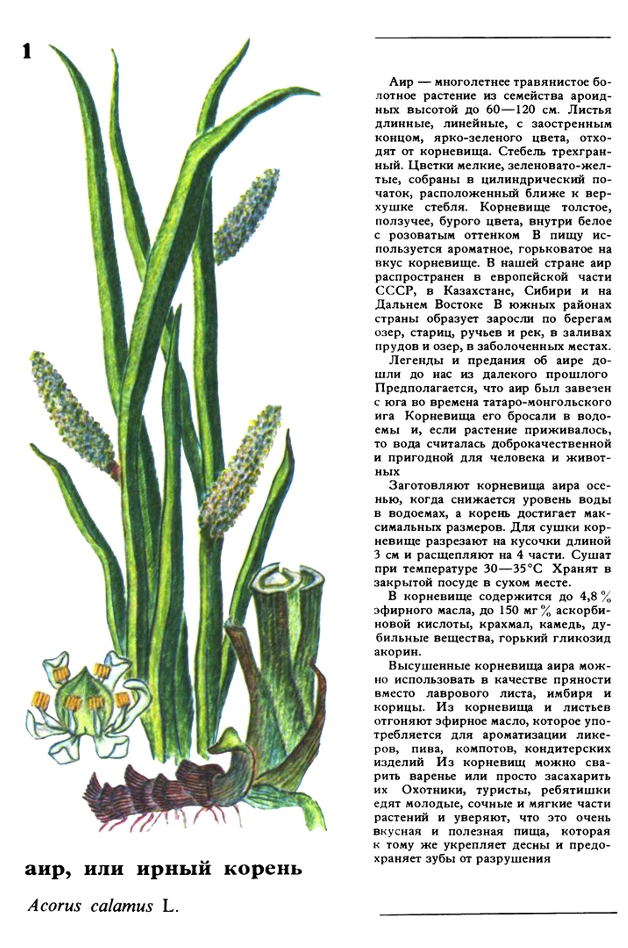 Аир польза. АИР обыкновенный корневища. АИР болотный. Корневища аира болотного. АИР обыкновенный Фармакогнозия.