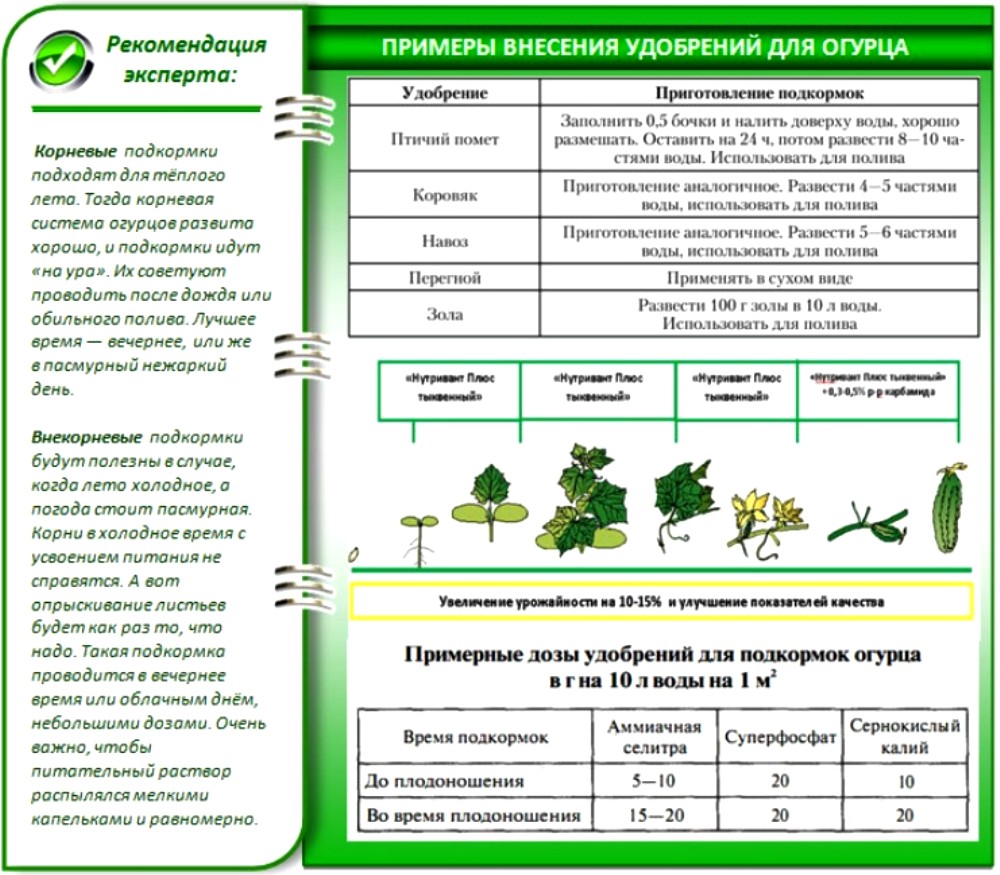 Почему при увеличении концентрации удобрений. Схема удобрения огурца в теплице. Схема удобрения огурцов в открытом грунте. Схема внесения удобрений для огурцов. Схема кормления огурцов в теплице.