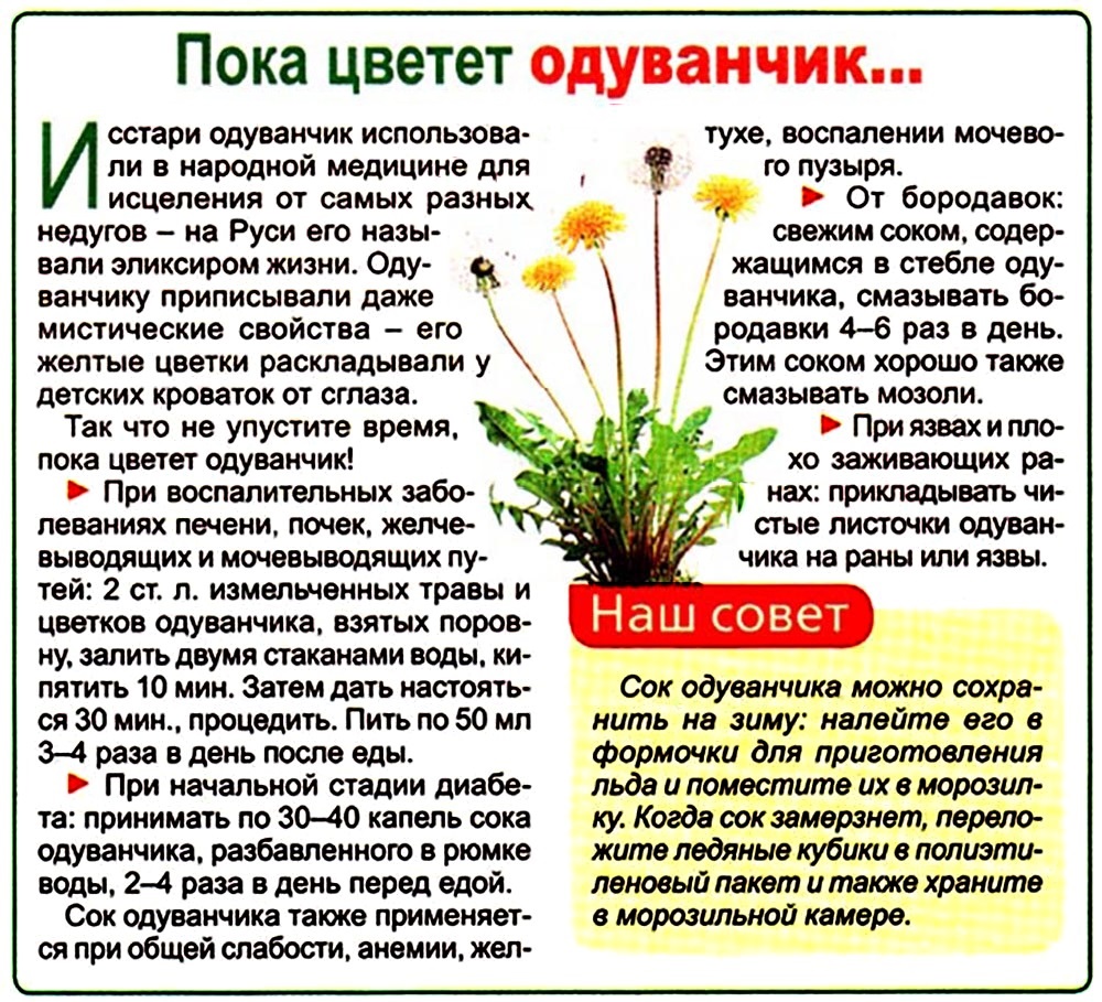 Одуванчики цветы польза и вред для здоровья. Одуванчик полезное растение. Чем полезен одуванчик. Одуванчик польза. Полезные травы одуванчик.