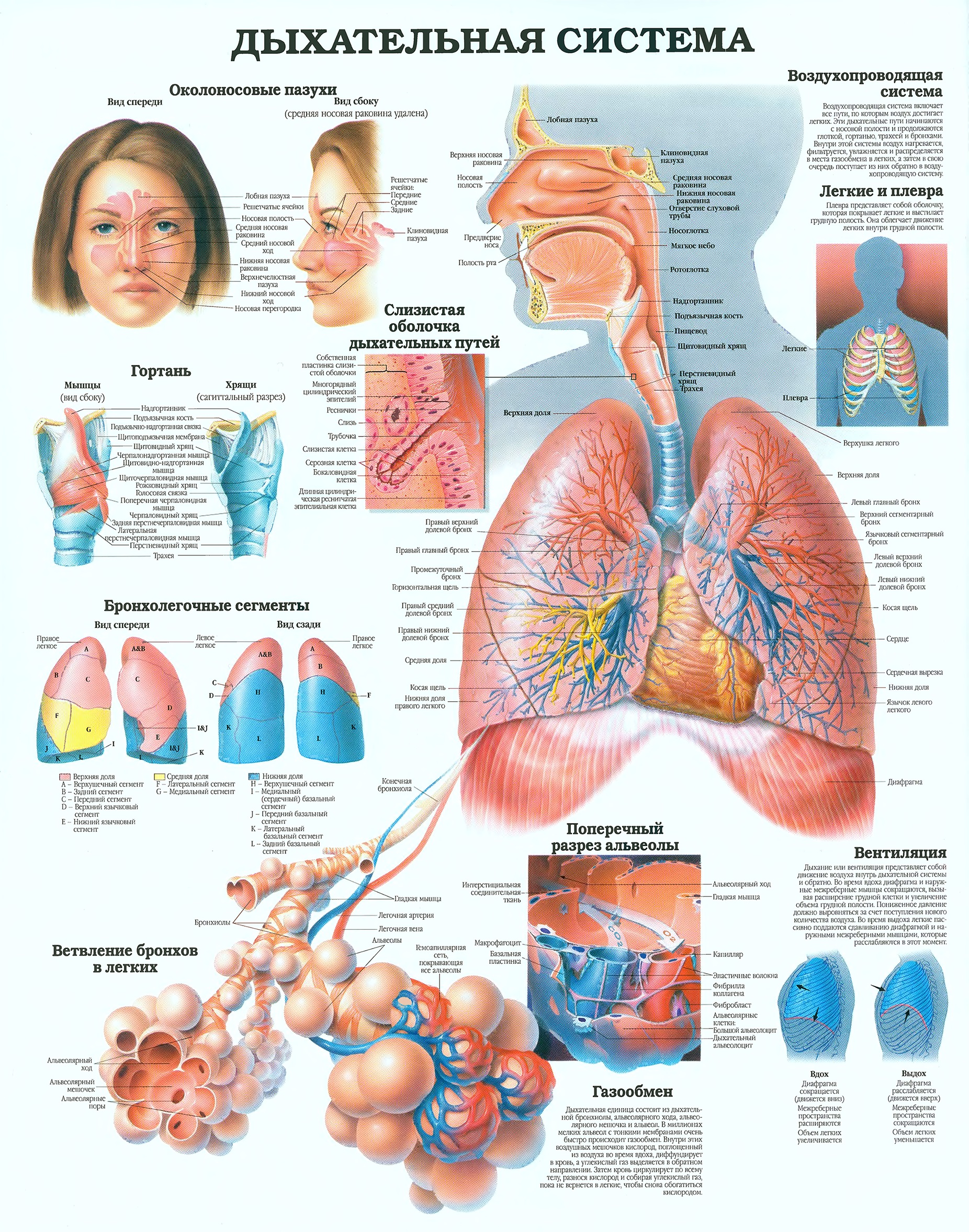 Дыхательная система человека анатомический атлас
