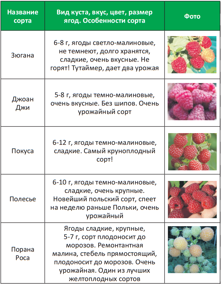 В каком месяце можно собирать. Таблица созревания сортов малины. Малина ремонтантная Каскад Делайт. Клубника сорт малина ремонтантная. Ремонтантная малина сорта таблица.