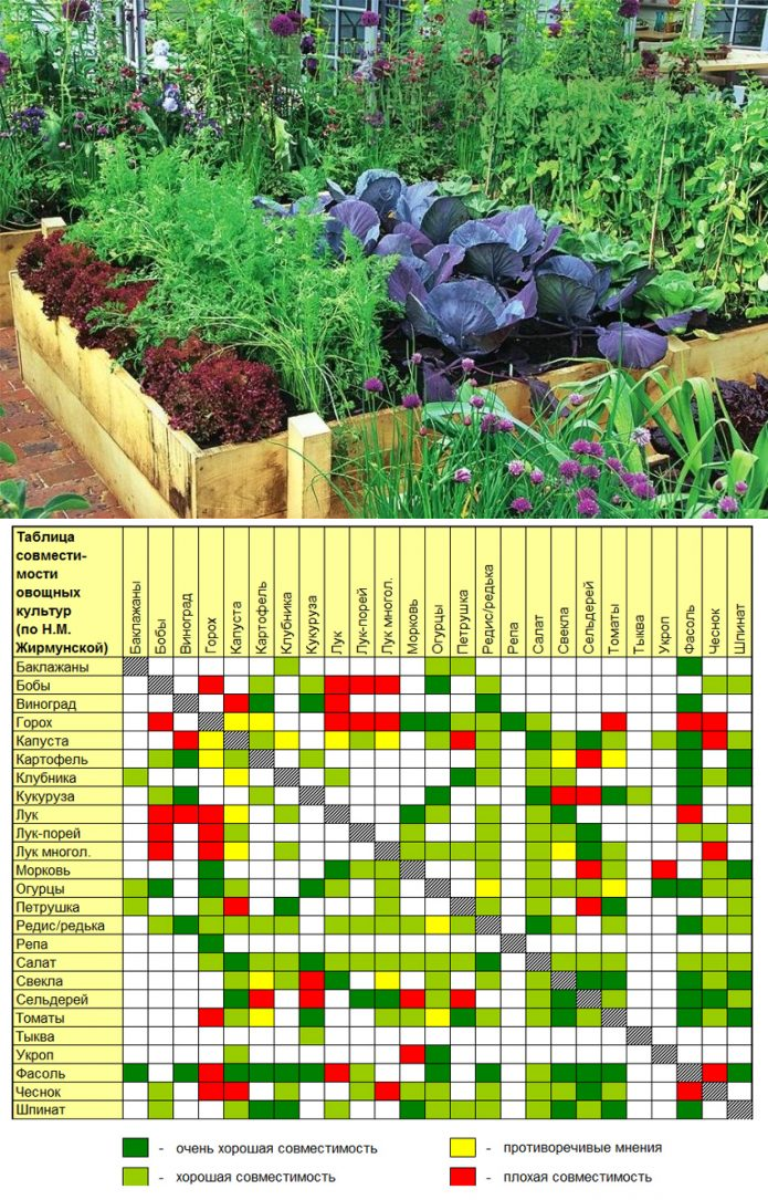 Какие овощи посадить рядом. Соседство овощей на грядках в огороде таблица. Таблица смешанной посадки овощей. Таблица смешанных посадок овощей на огороде таблица. Совместимость посадок овощей на грядках таблица.