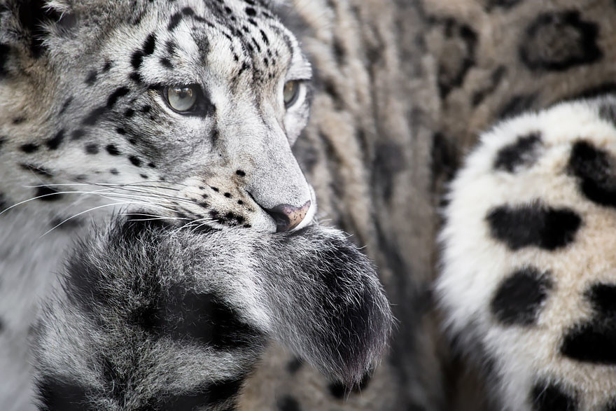 Снежный Барс хвост. Снежный Барс и леопард. Ирбис снежный Барс с хвостом. Снежный леопард.