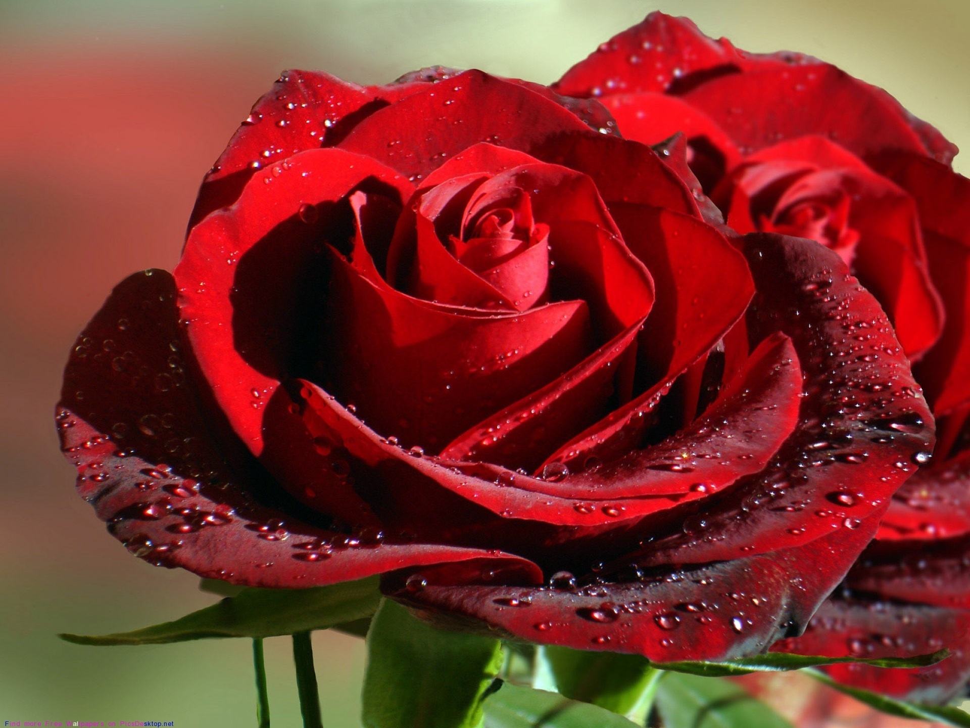 Замечательные розы. Красивые розы. Красные розы. Шикарные красные розы.