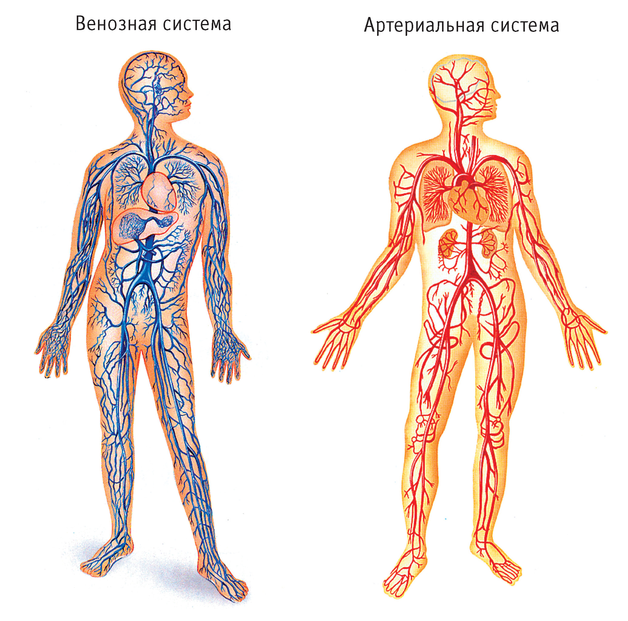 Вены человека анатомия