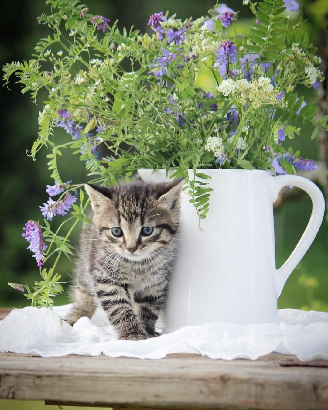 Доброе утро картинки красивые котята. Утренний котик. Красивые котята. Доброе летнее утро с котиками. Котята на природе.