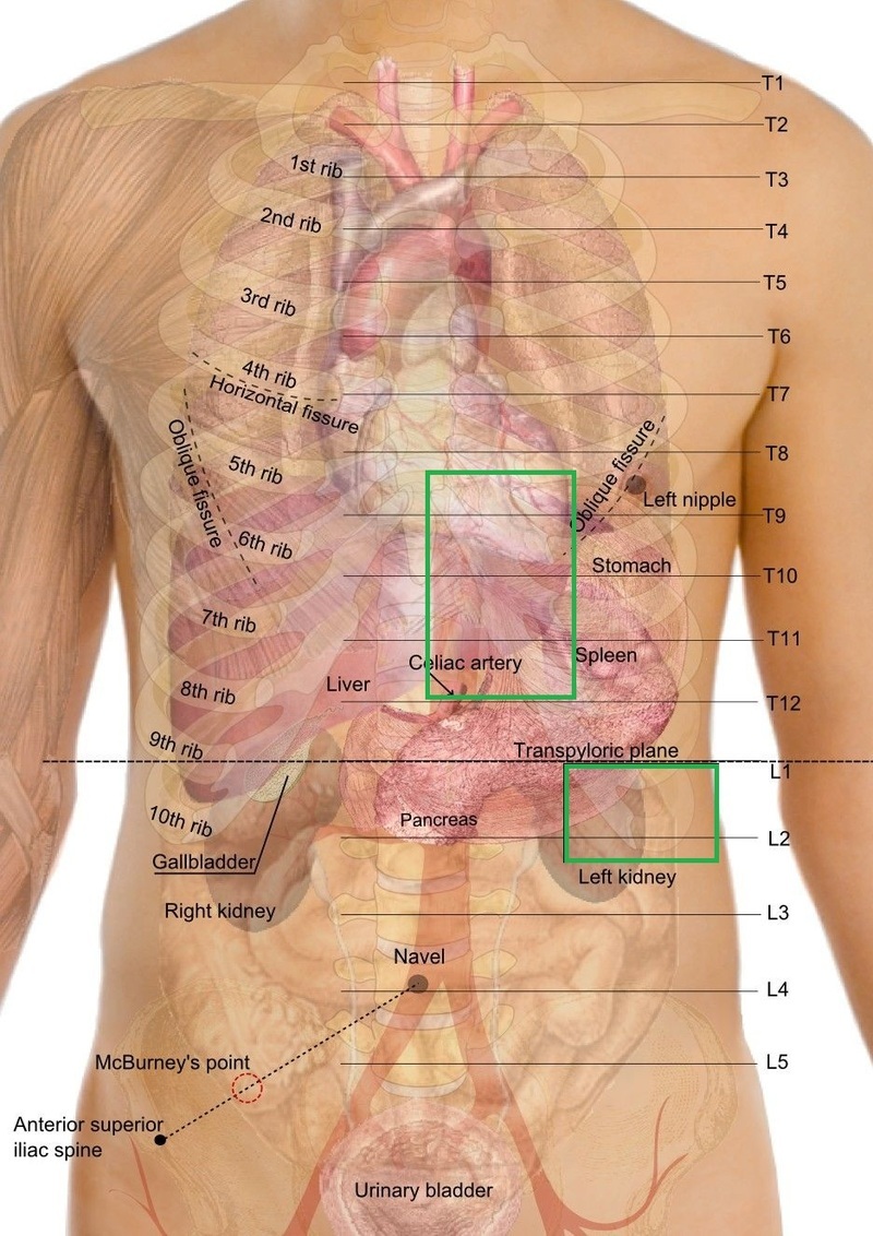 какой орган находится под левой грудью у женщины фото 42