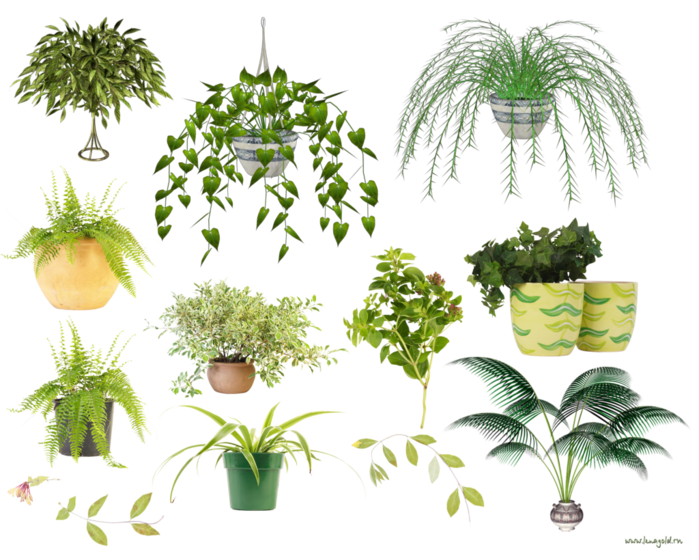 Provided plants. Хлорофитум и традесканция. Хлорофитум зеленый. Растение в горшке. Цветы декоративные комнатные.