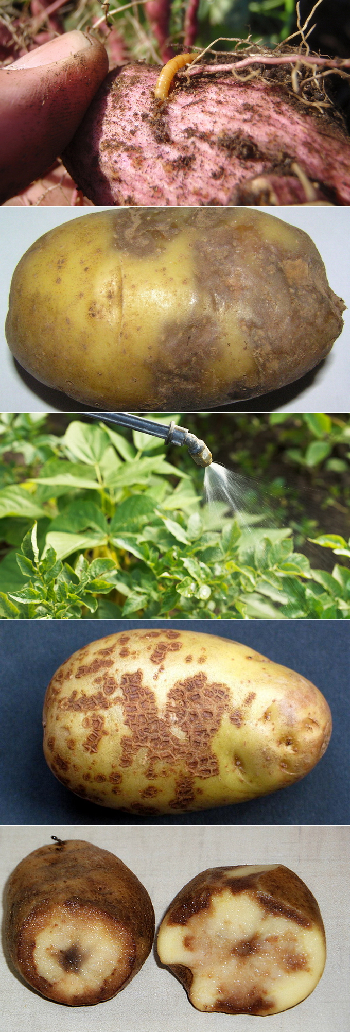 Болячки на картофельных клубнях