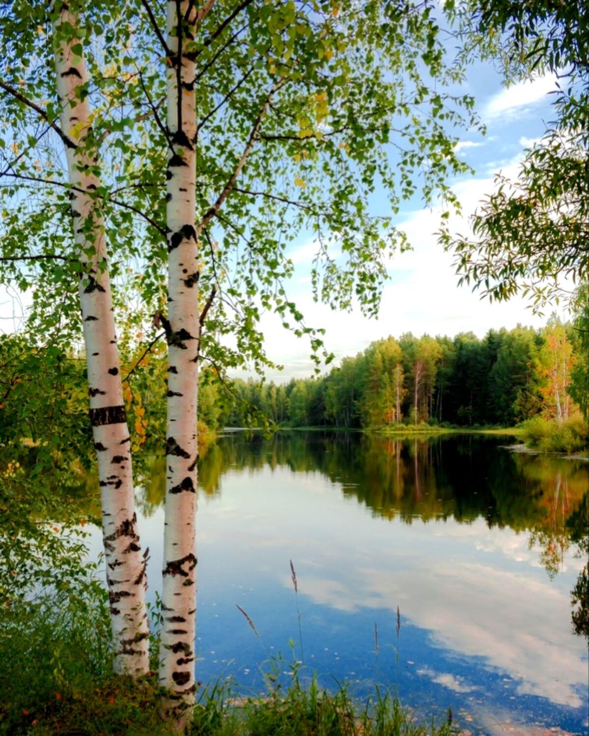 Люблю озера синие. Воронцова, озёра синие. Гляжу в озера синие. Летний пейзаж. Береза летом.