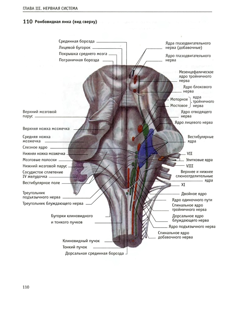 Ядра черепных нервов ствола мозга. Ствол мозга ромбовидная ямка. Ромбовидная ямка головного мозга анатомия. Ромбовидная ямка ствола головного мозга. Проекция ядер черепных нервов анатомия.