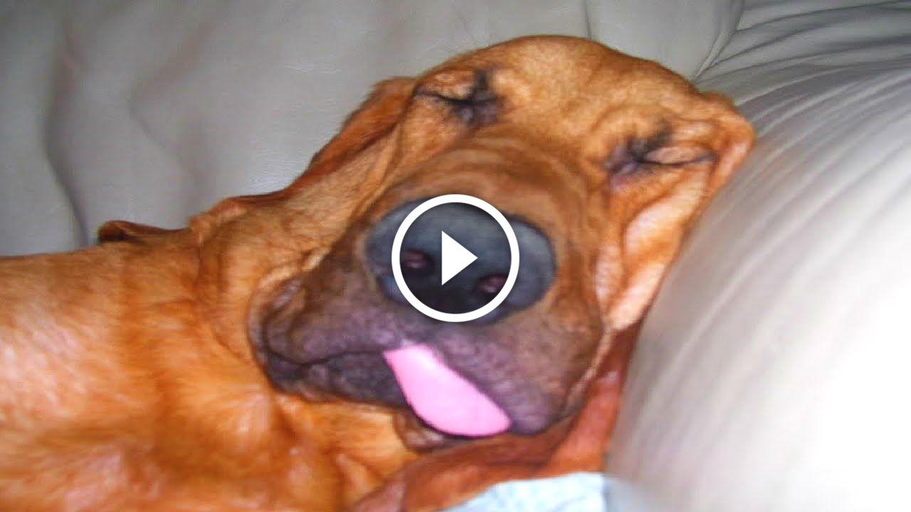 Спать с высунутым языком. Собака с высунутым языком.