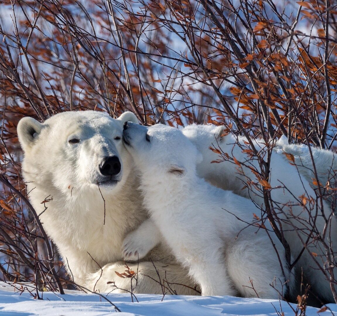 Animals posting. Тянь шаньский медведь белый. Животные зимой. Животные белый медведь. Белый Медвежонок.