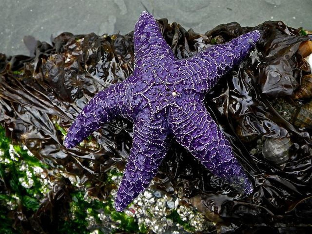 Морской еж звезда. Цветок морская звезда. Морская звезда фото. Цветок как морская звезда. Цветок морская звезда фото.