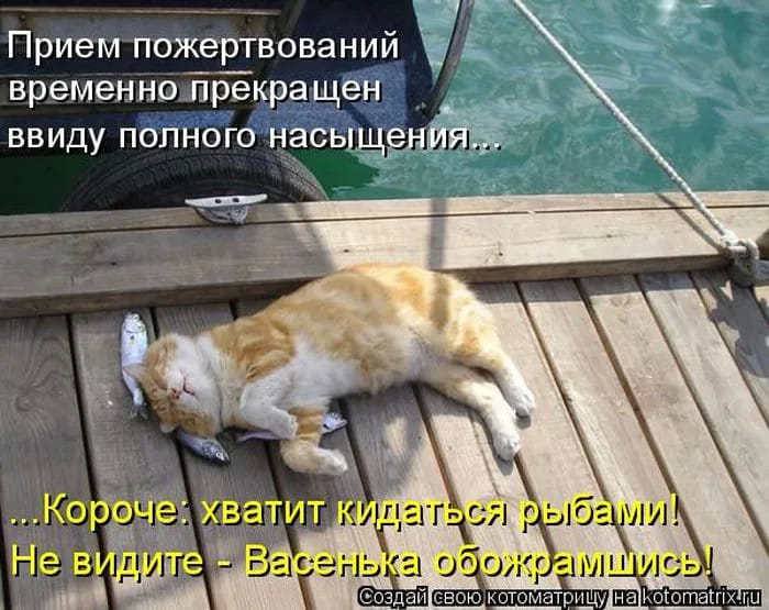 Можно временно прекратить. Смешной кот на рыбалке. Кот с рыбой. Коты рыбы. Надписи. Кот и рыба юмор.