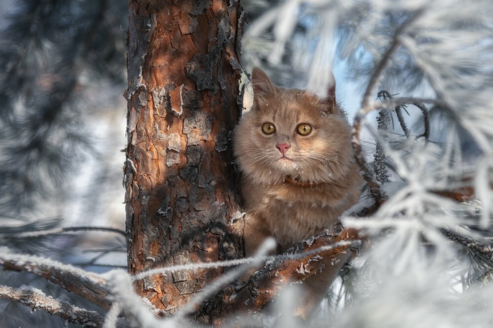 Рассмотрите фотографию кошки