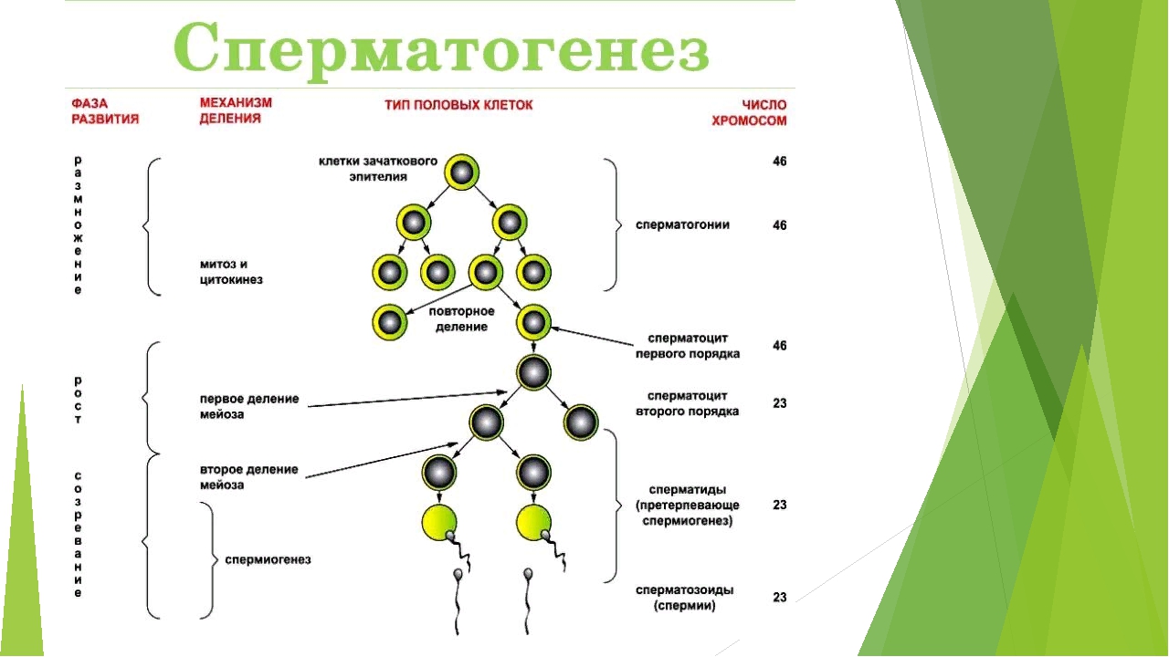 Последовательность стадий развития клеток