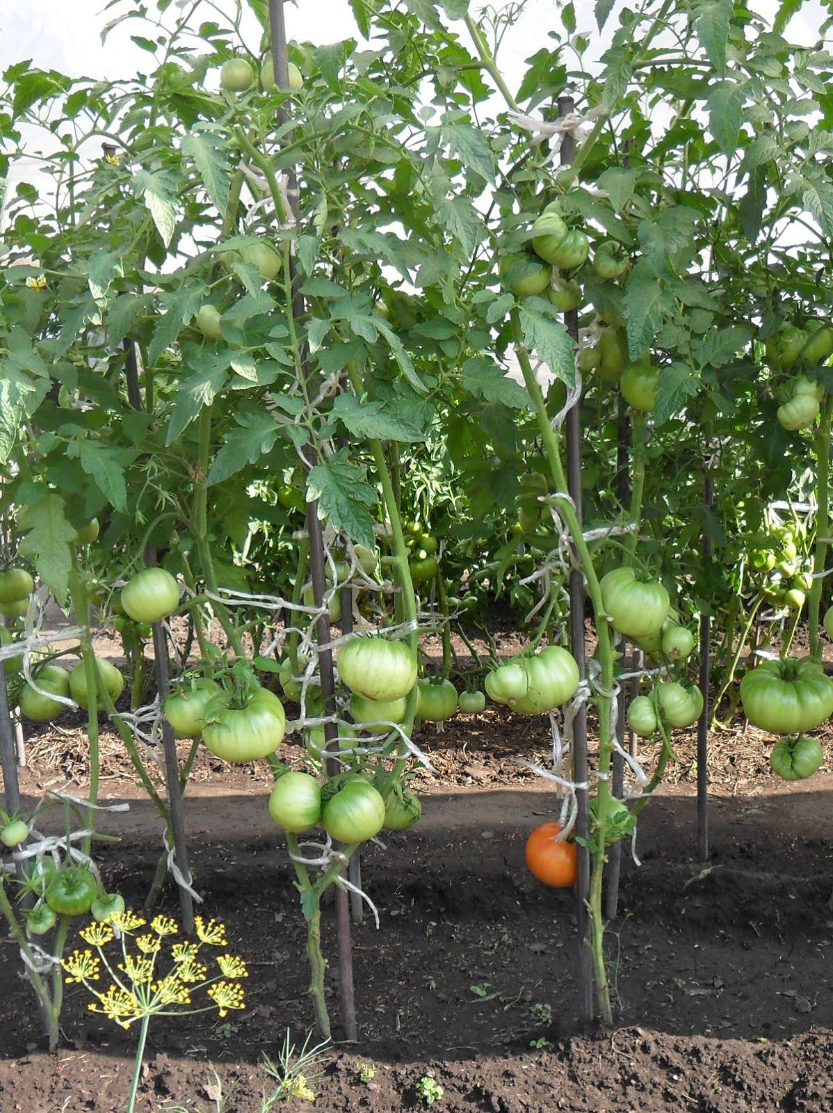 Выращивание помидоров для начинающих. Штамбовые томаты. Томат Мускат черри формировка куста. Помидоры в теплице. Теплица с помидорами.